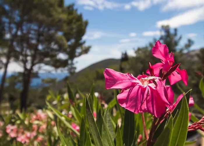 Appartement Nusret *